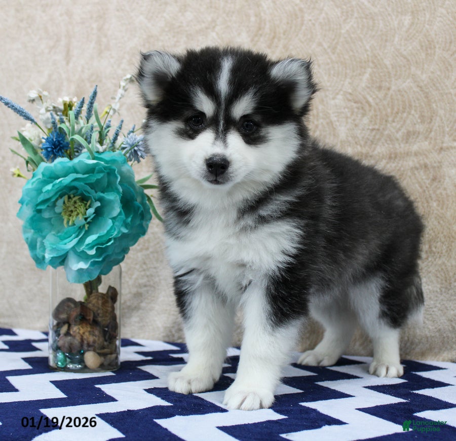 Pomsky dogs Coral - Ad 2