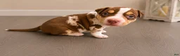 American Bully dogs for sale: American Bully Puppy 5 - Ad 5