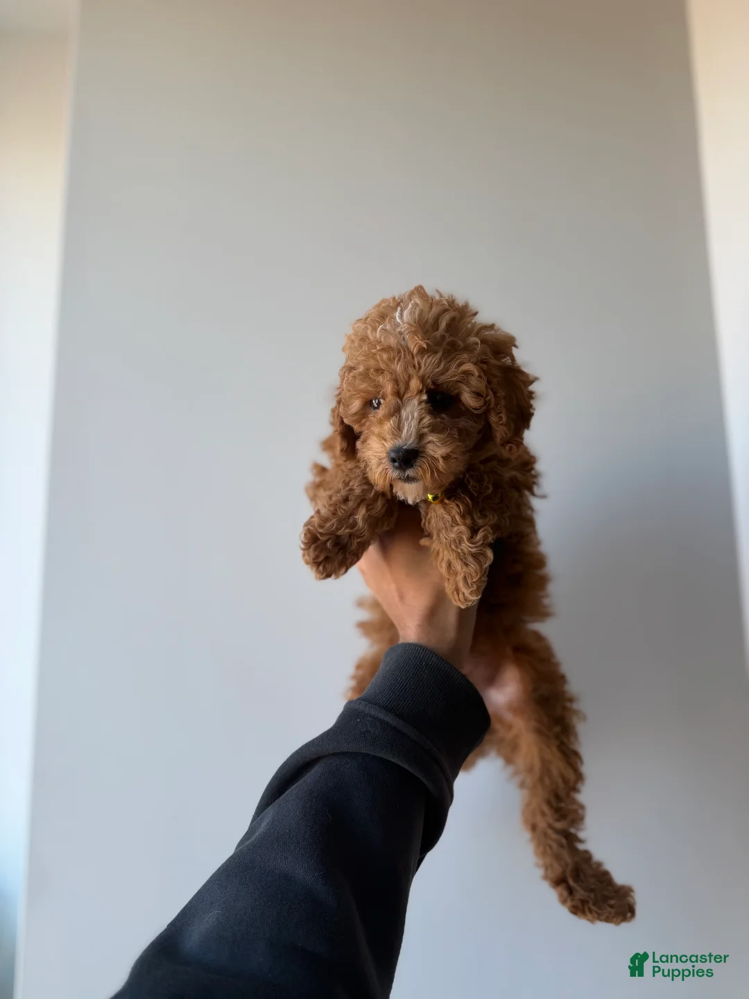 Miniature Poodle dogs for sale: Mickey - Ad 1