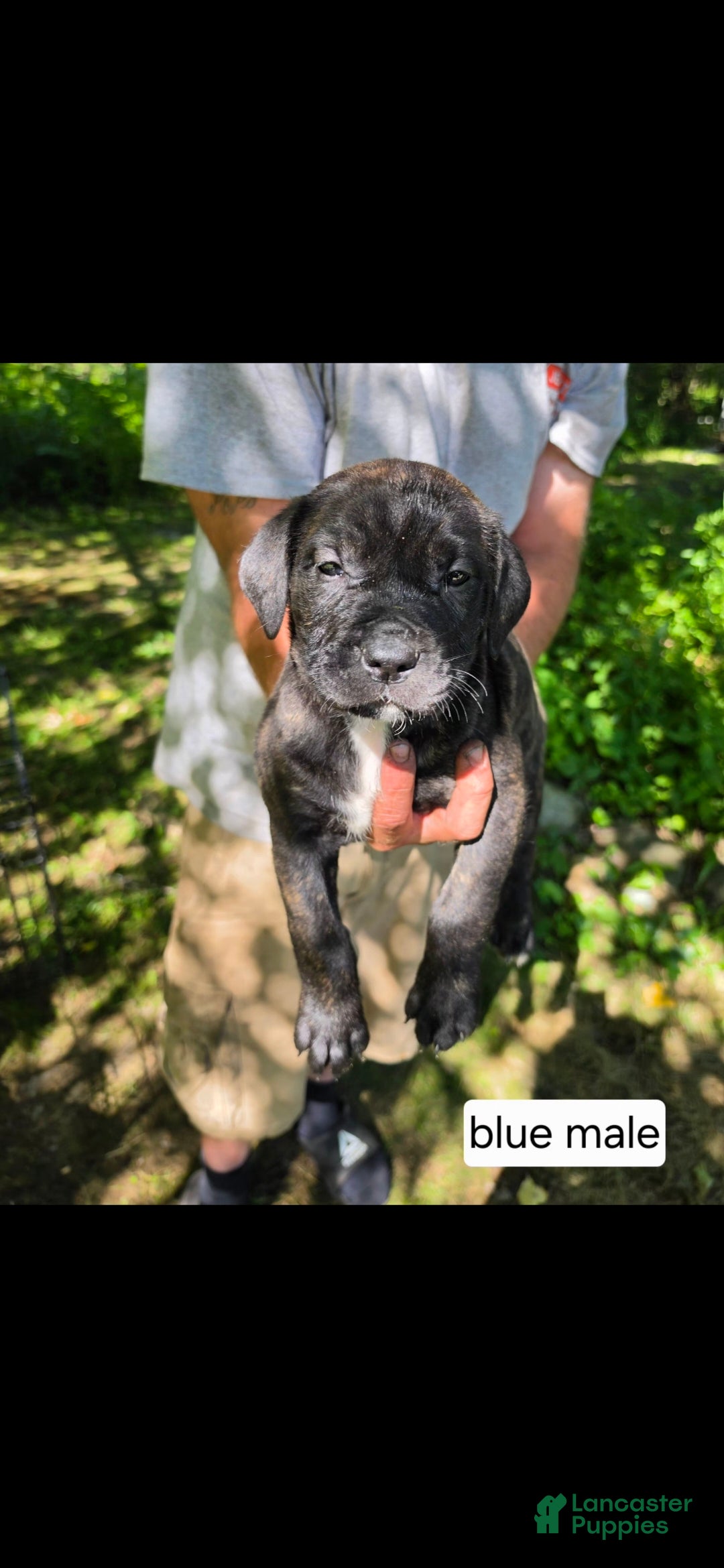 Mixed Breed dogs Blue male - Ad 25