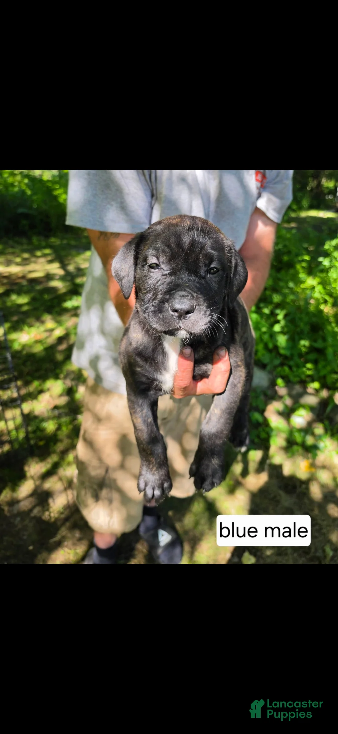 Mixed Breed dogs for sale: Blue male - Ad 1