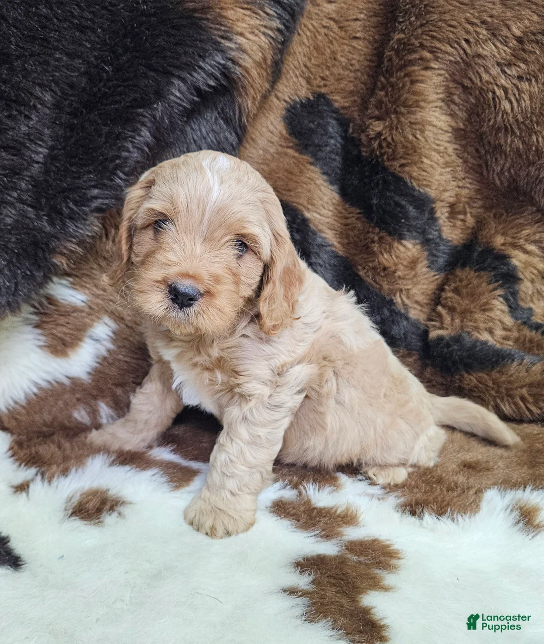 Cavapoo dogs for sale: F1 River - Ad 1