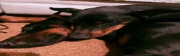 Doberman Pinscher dogs for sale: Green Collar Dobie - Ad 11