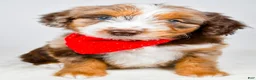 Aussiedoodle dogs for sale: Bear - Ad 3
