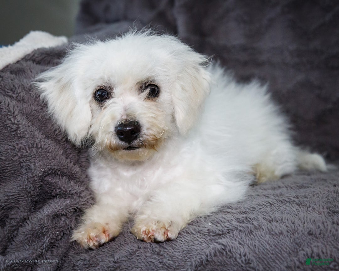 Bichon Frise dogs for sale: Jasper - Ad 7