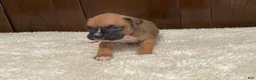 Boxer dogs for sale: Moxy - Ad 9