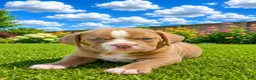 English Bulldog dogs for sale: English Bulldog 4 - Ad 1