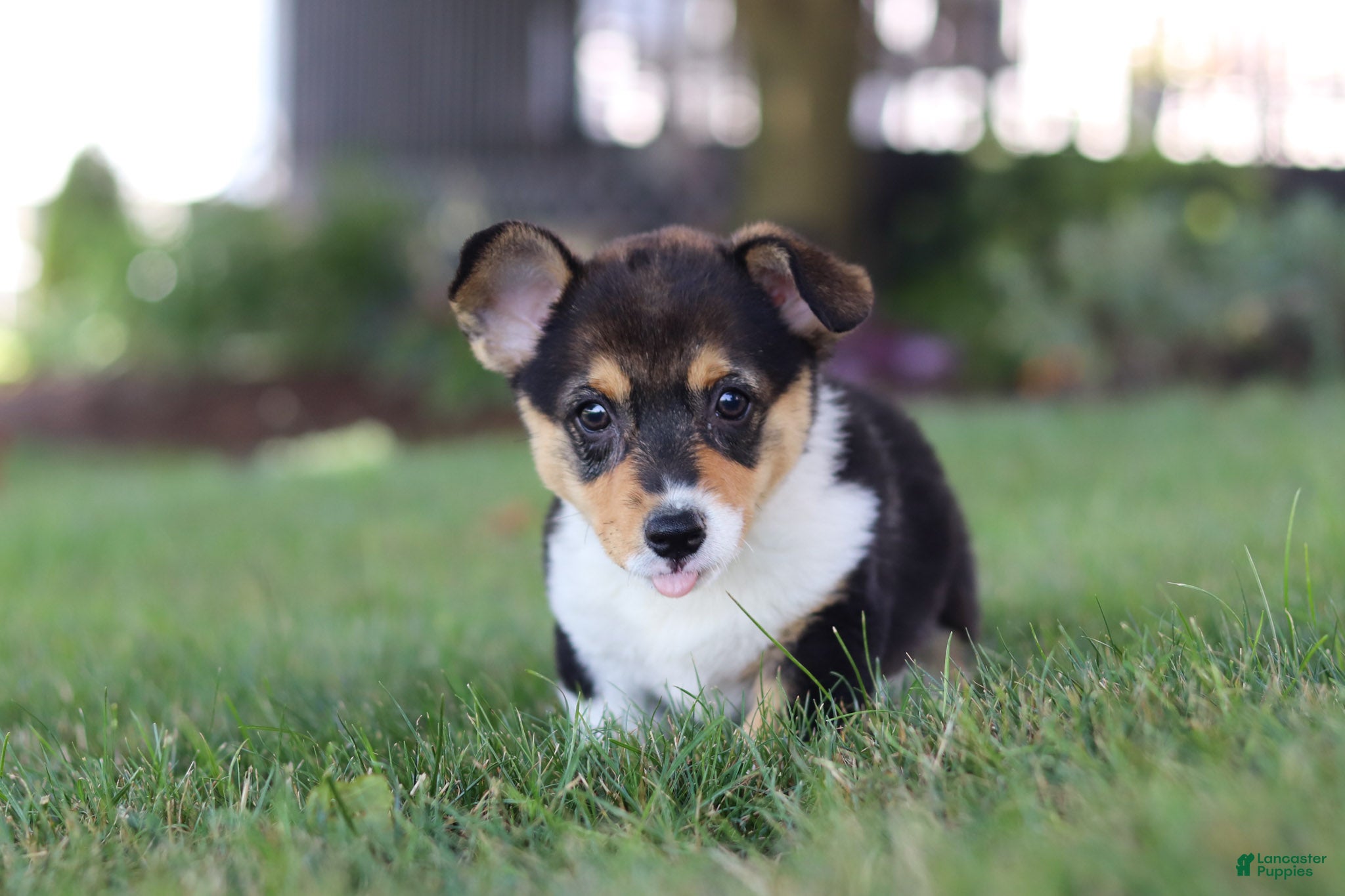 Welsh Corgi Pembroke dogs Debbie - Ad 2