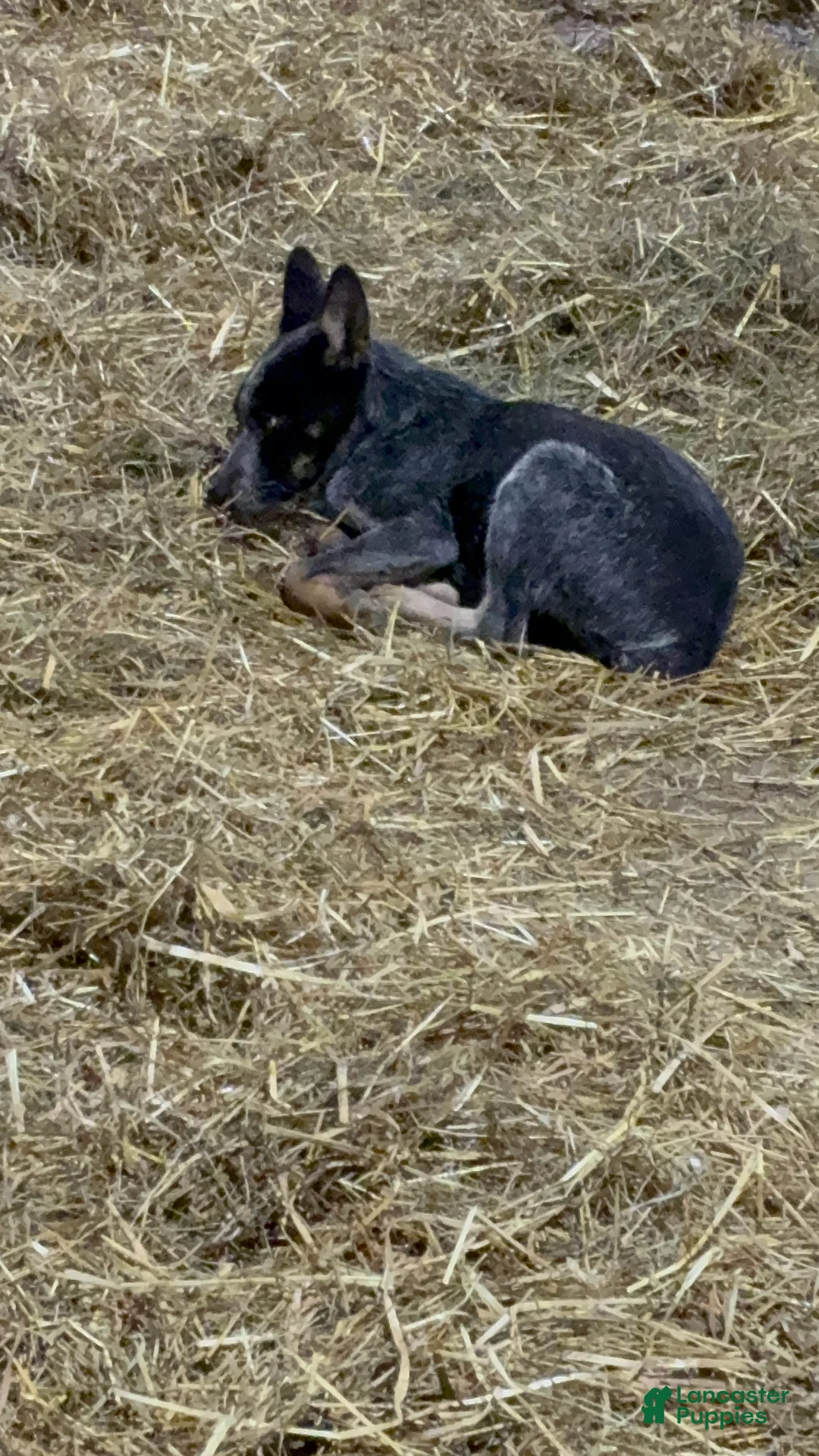 Australian Cattle Dog dogs for sale: Buddy - Ad 1