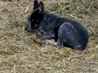 Australian Cattle Dog dogs Buddy - Ad 6