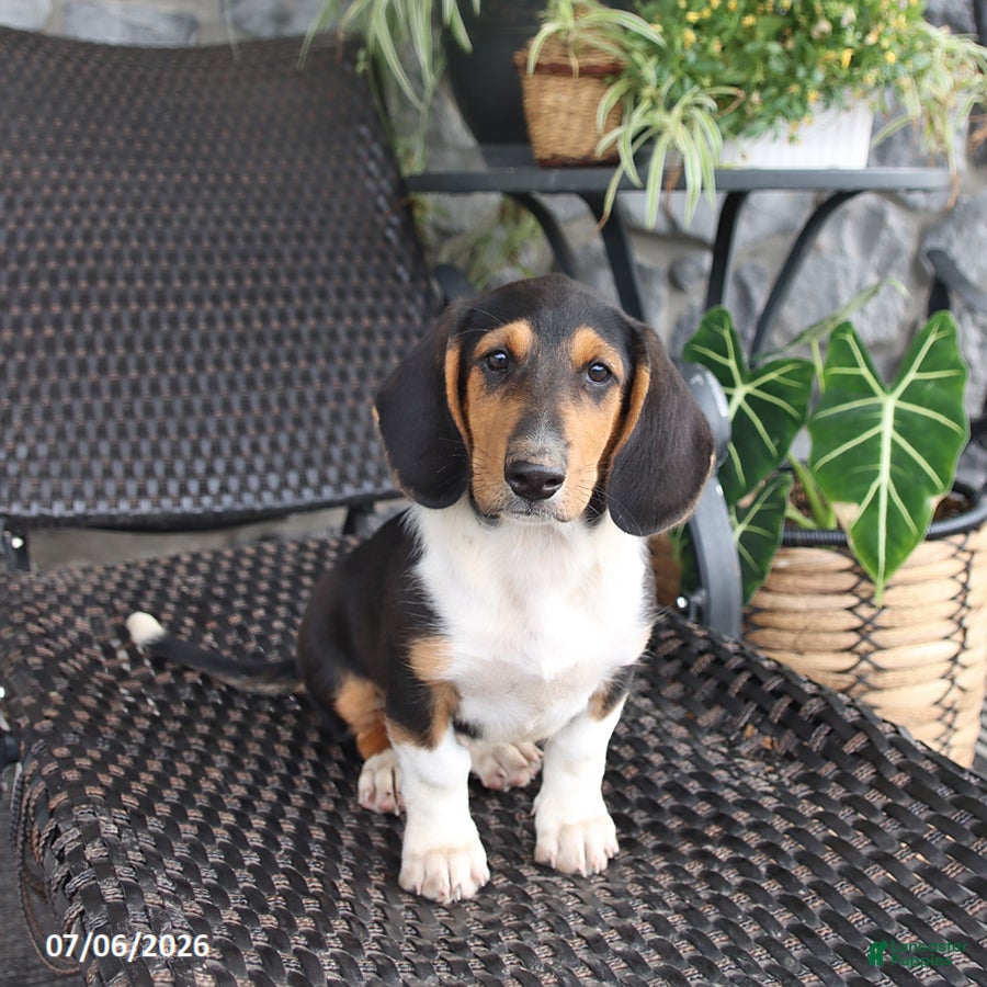Mixed Breed dogs Coco  - Ad 1