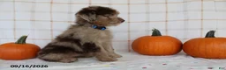 Mini Aussiedoodle dogs for sale: Baxter - Ad 4
