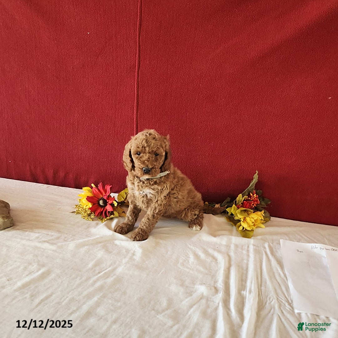 Goldendoodle dogs for sale: Helena - Ad 3