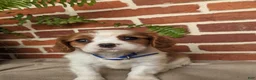 Cavalier King Charles Spaniel dogs for sale: Kliff - Ad 10