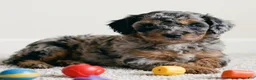 Cockapoo dogs for sale: coco - Ad 1