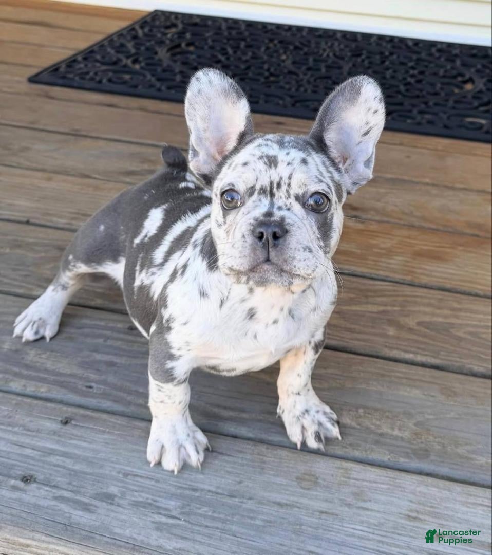 French Bulldog dogs French Bulldog Puppy 5 - Ad 12