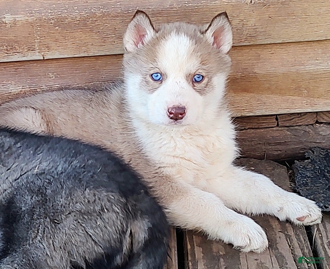 Siberian Husky dogs Siberian Husky Puppy 7 - Ad 33
