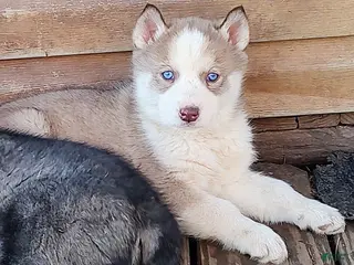 Siberian Husky dogs Siberian Husky Puppy 7 - Ad 33
