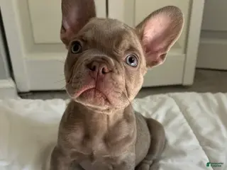 French Bulldog dogs Benji - Ad 30