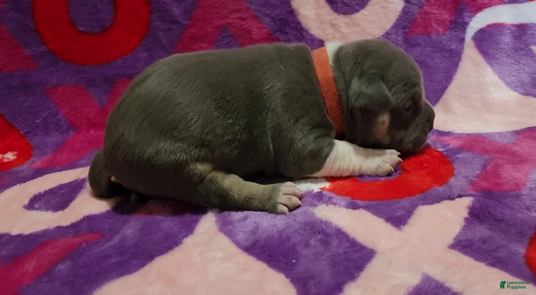 American Bully dogs for sale: Atreus - Ad 2