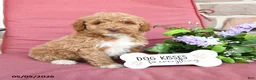 Miniature Poodle dogs for sale: Lollipop - Ad 2