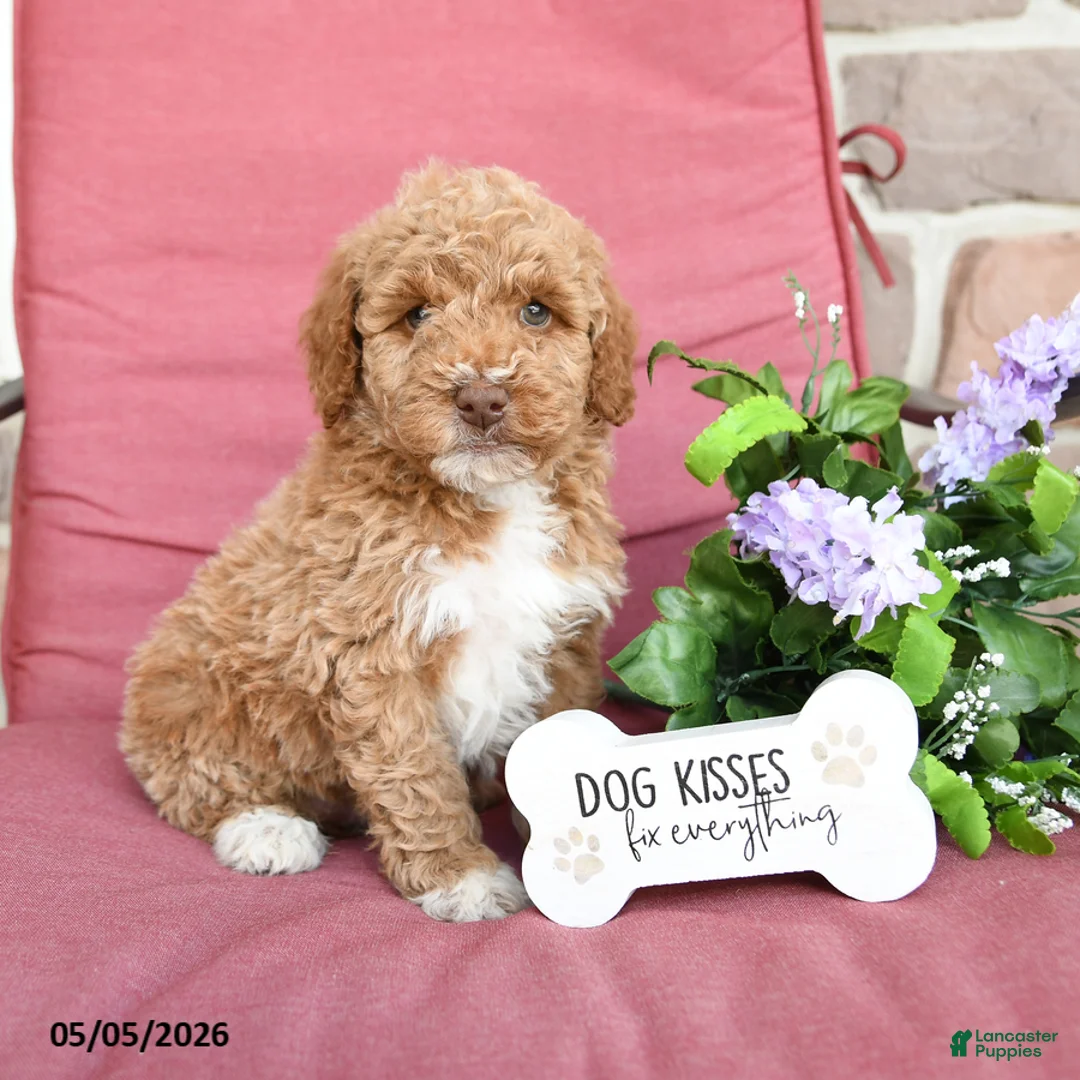 Miniature Poodle dogs for sale: Lollipop - Ad 2