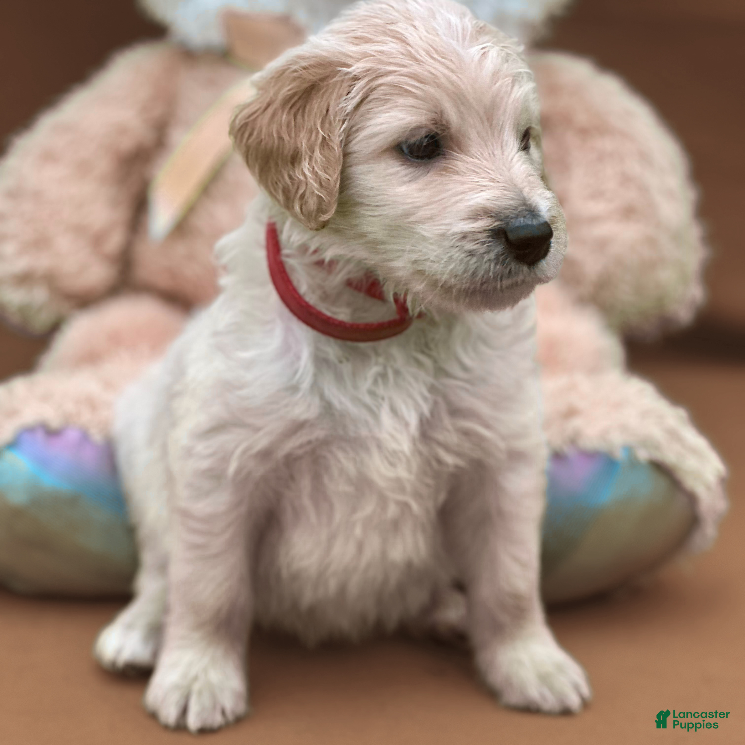 Goldendoodle dogs Jar-Jar JR. - Ad 1