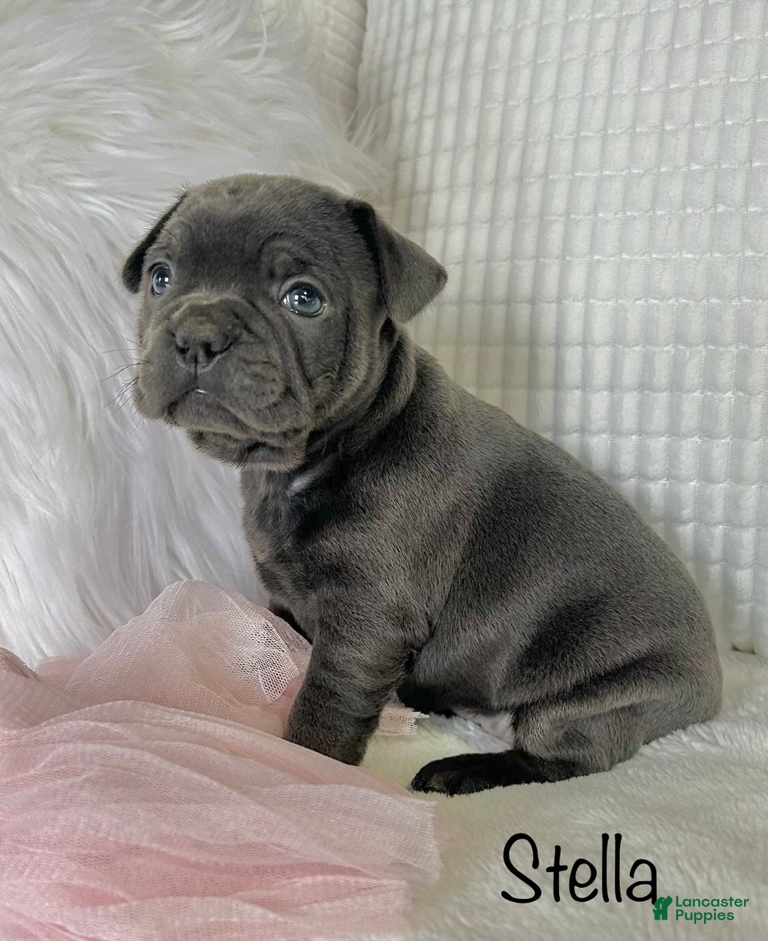 Mixed Breed dogs for sale: Stella - Ad 1