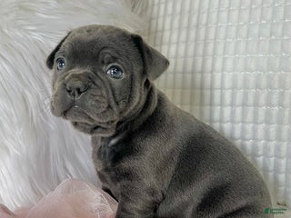 Mixed Breed dogs Stella - Ad 18