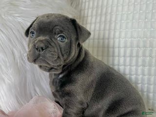 Mixed Breed dogs for sale: Stella - Ad 1