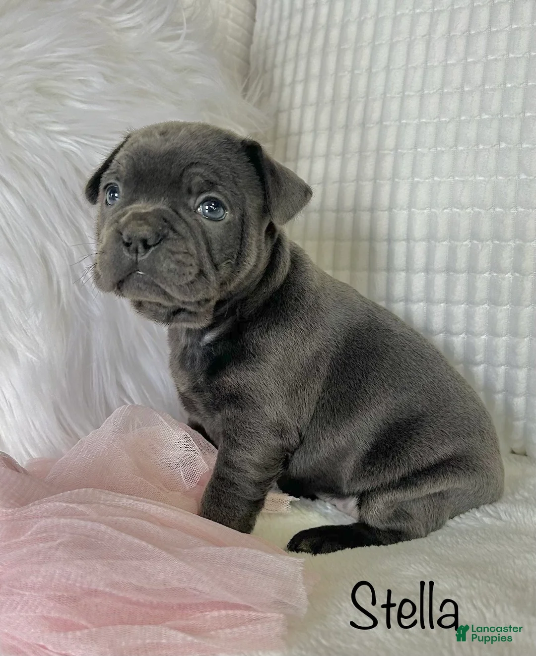 Mixed Breed dogs for sale: Stella - Ad 1