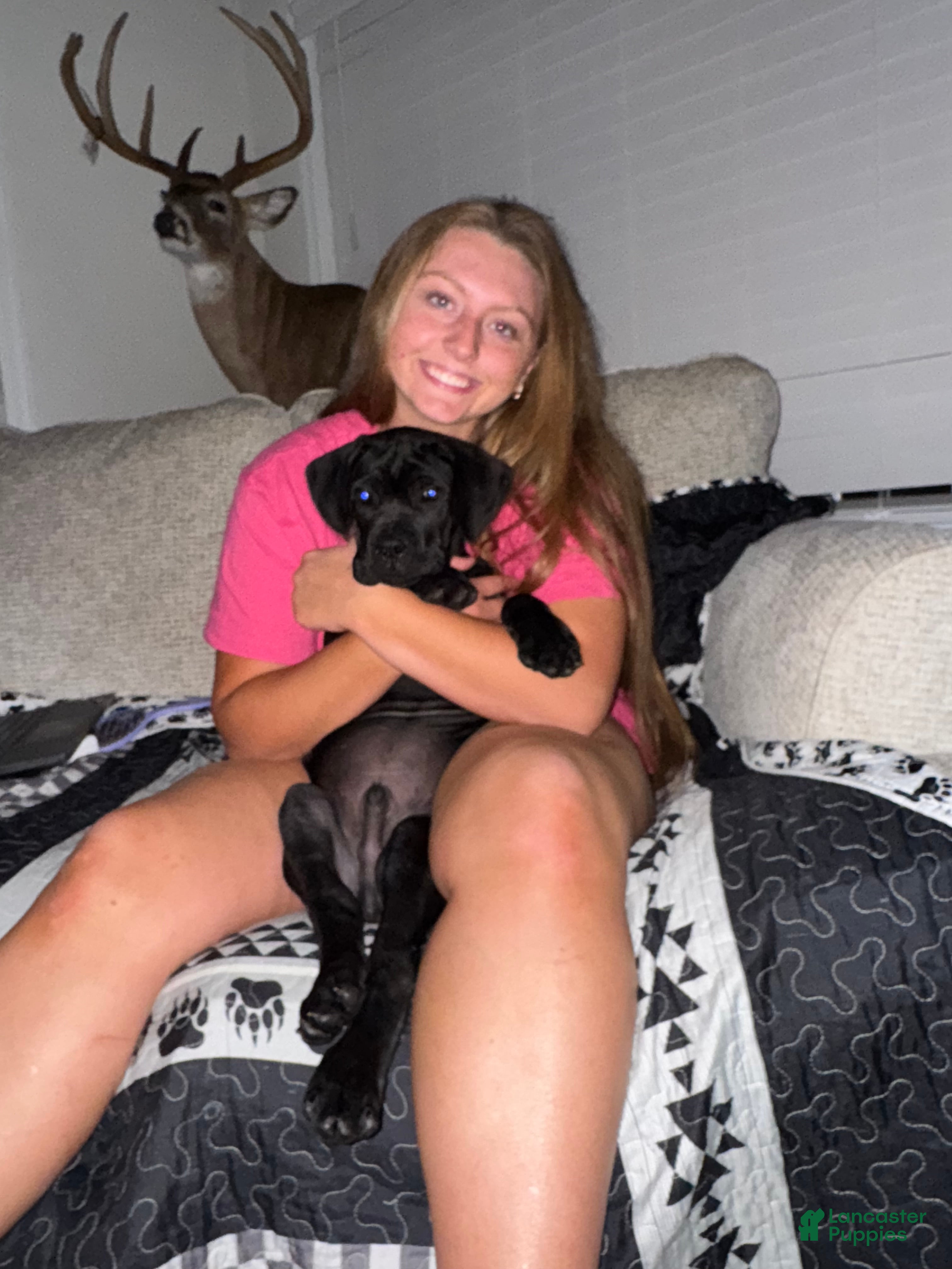 Cane Corso dogs for sale: Cane Corso Puppy 3 - Ad 2
