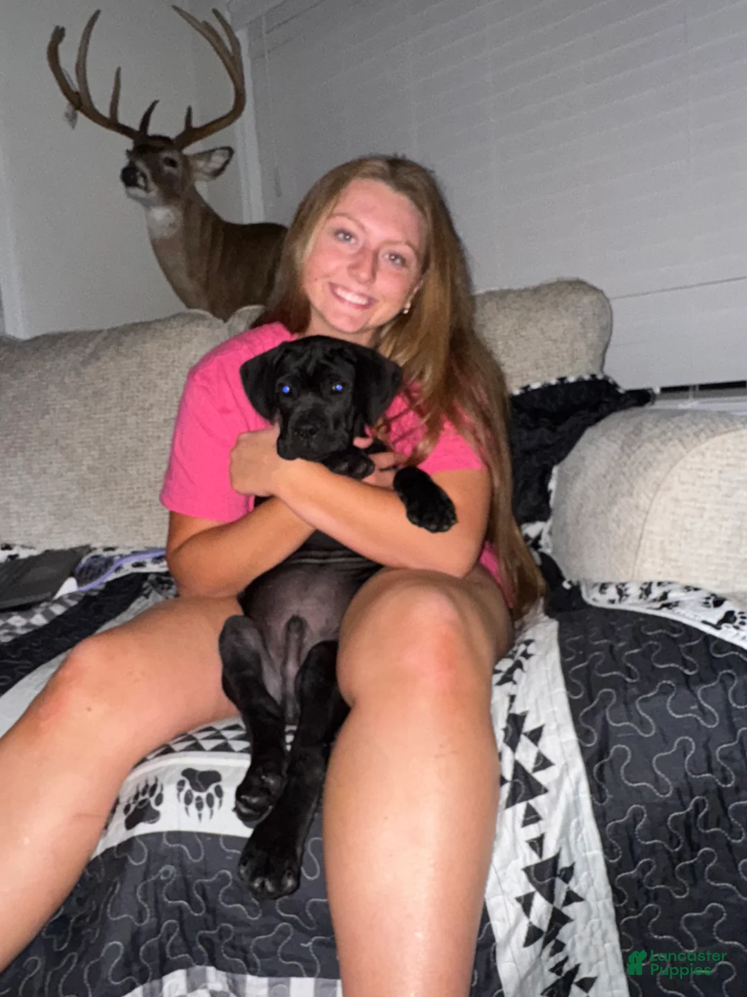 Cane Corso dogs for sale: Cane Corso Puppy 3 - Ad 1