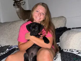 Cane Corso dogs for sale: Cane Corso Puppy 3 - Ad 2