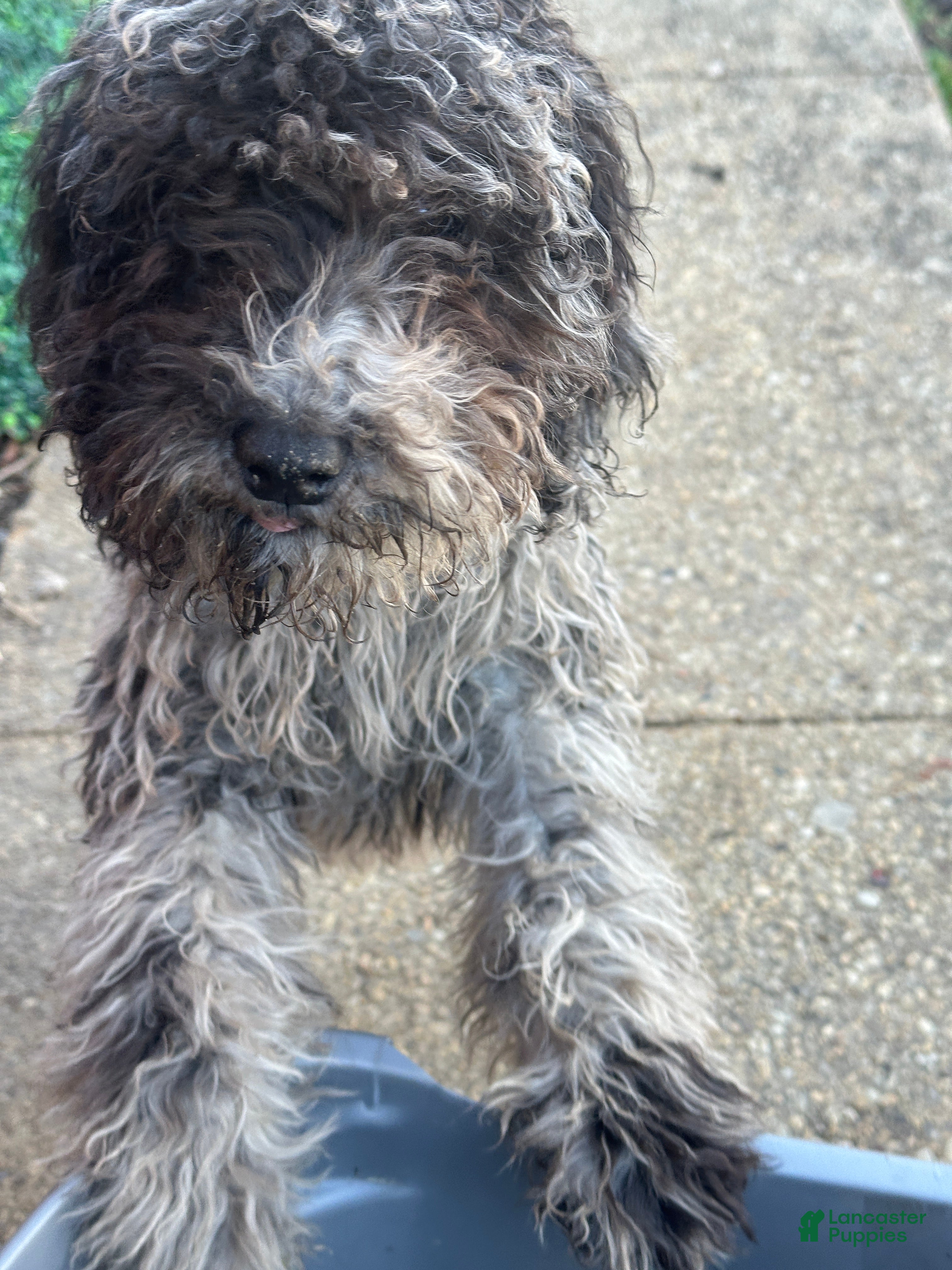 Standard Poodle dogs Standard Poodle Puppy 1 - Ad 2