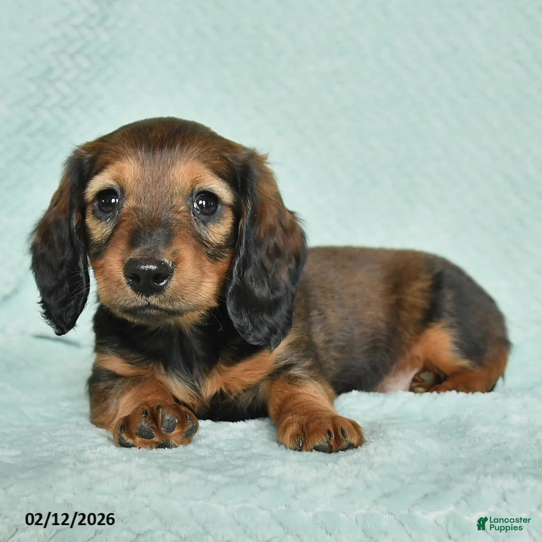 Miniature Dachshund dogs for sale: Drake - Ad 2