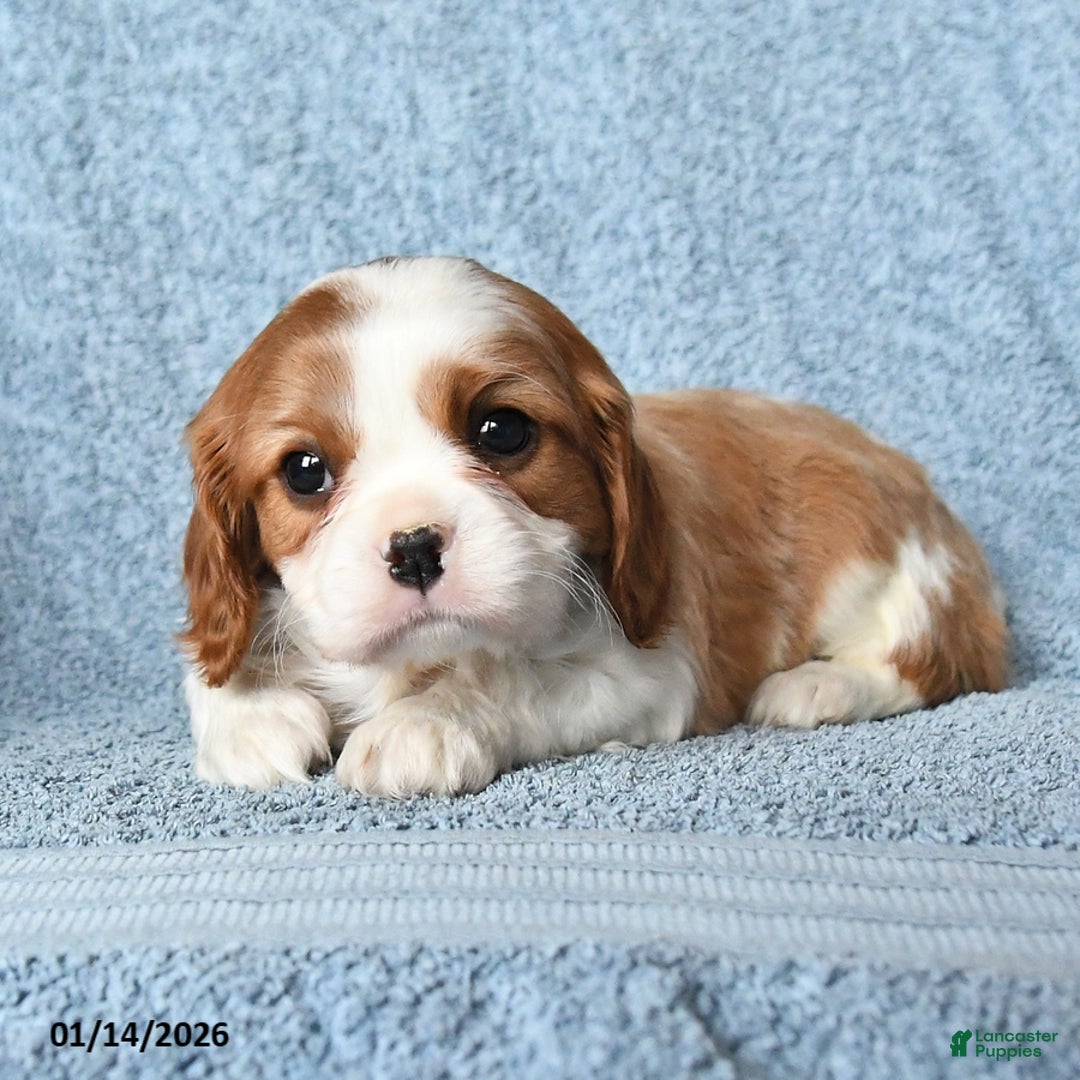 Cavalier King Charles Spaniel dogs for sale: Max - Ad 3
