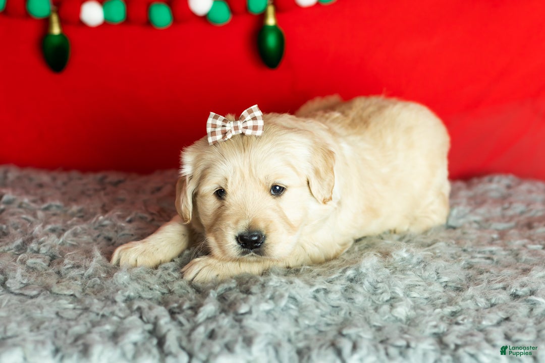 Golden Retriever dogs for sale: Sophia  - Ad 3