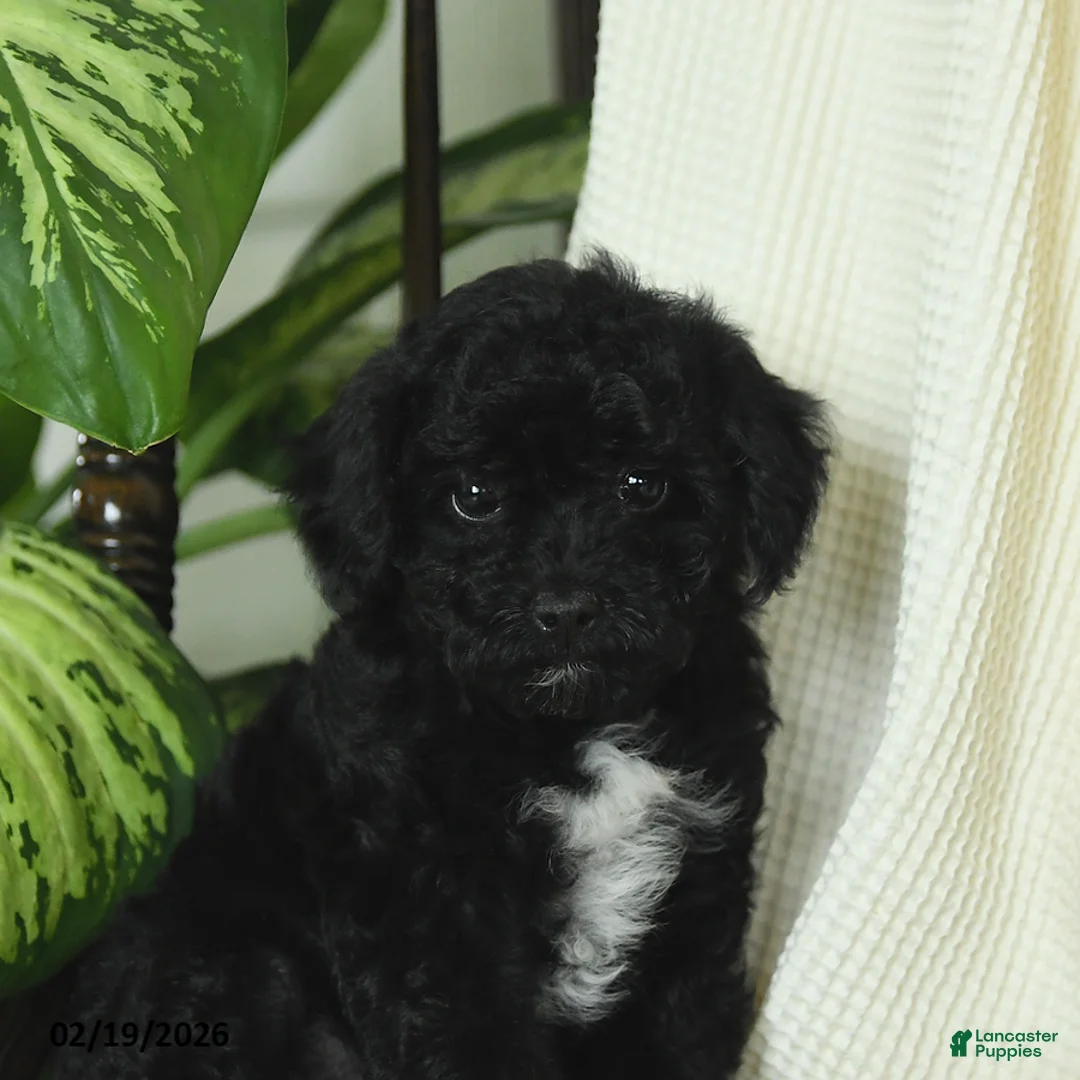Miniature Poodle dogs for sale: Sophie - Ad 4