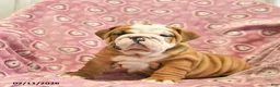 English Bulldog dogs for sale: Zara  - Ad 3