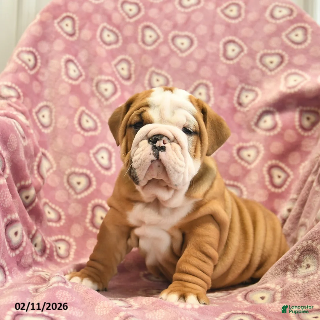 English Bulldog dogs for sale: Zara  - Ad 3