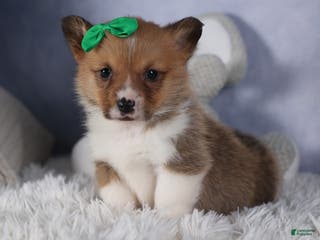 Welsh Corgi Pembroke dogs REX - Ad 3