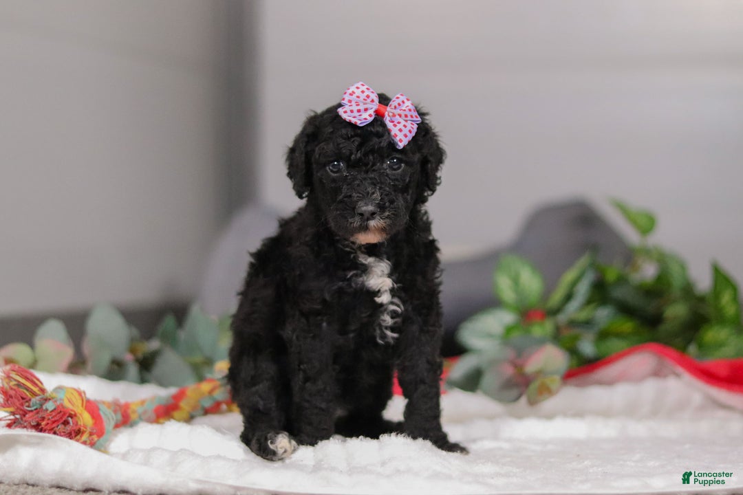 Standard Poodle dogs for sale: Avery - Ad 4