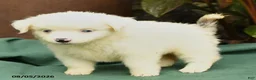 Miniature Australian Shepherd dogs for sale: Reba - Ad 4