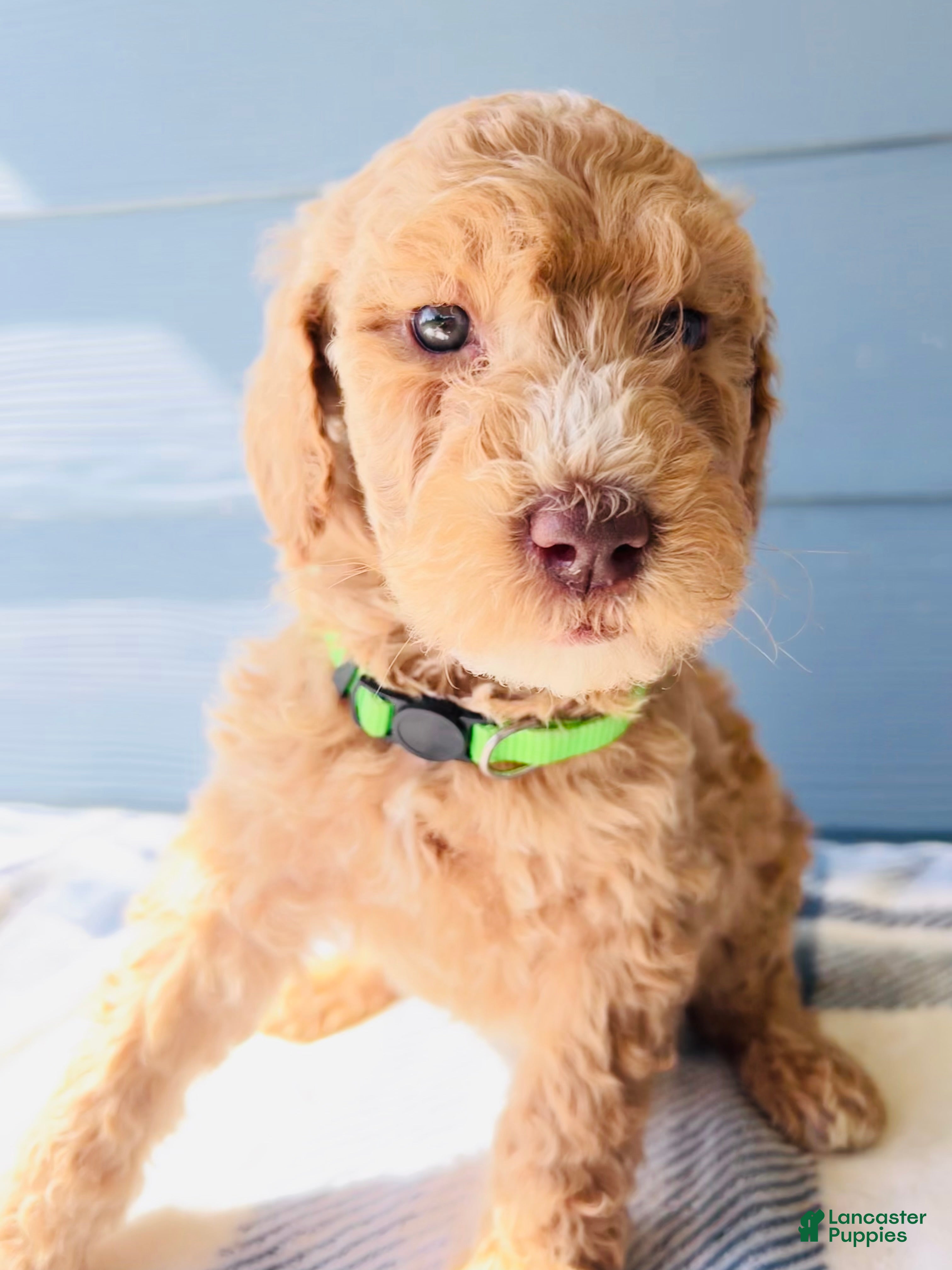 Goldendoodle dogs for sale: The Playful Princess - Ad 1