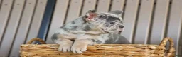 French Bulldog dogs for sale: Memphis  - Ad 8
