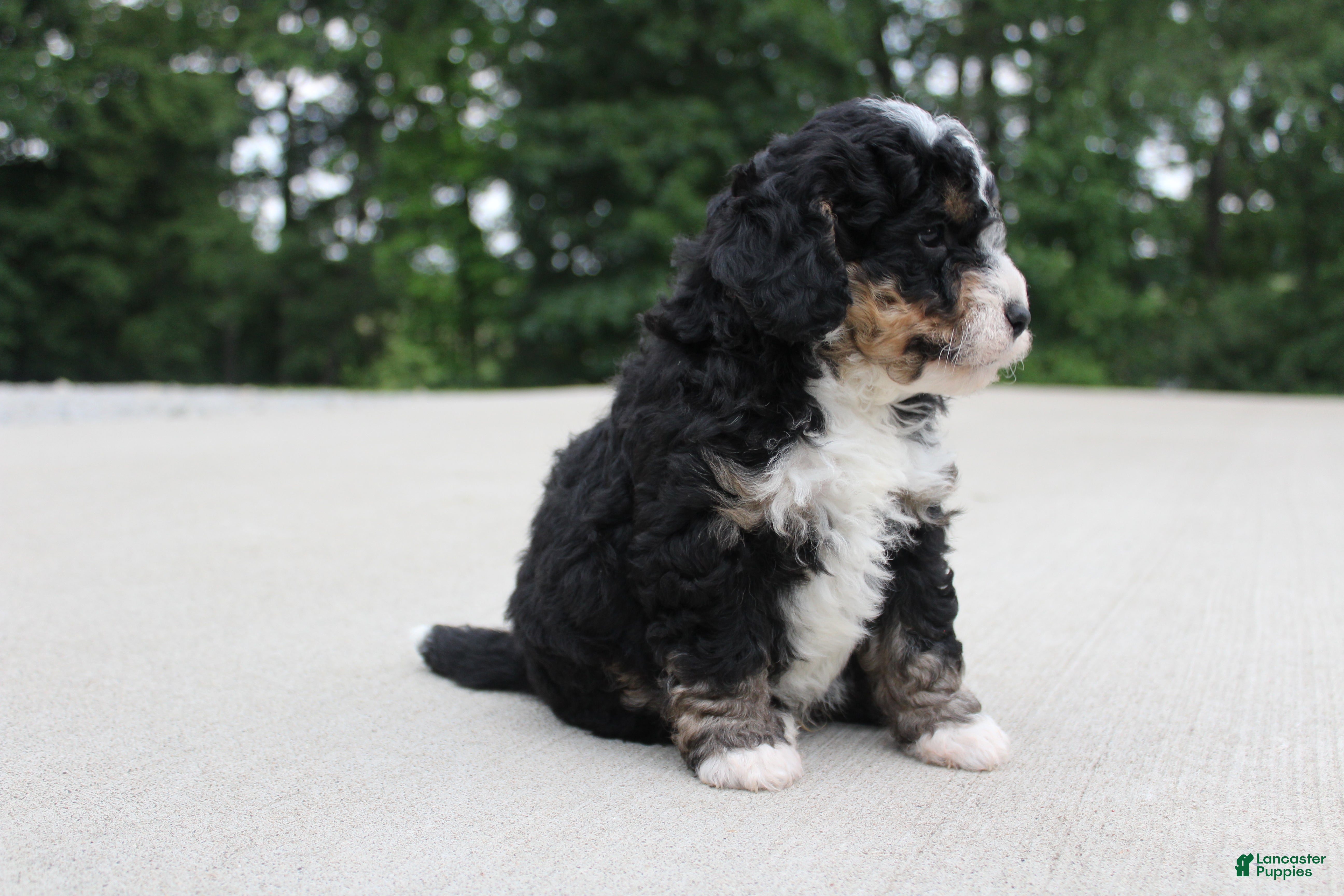 Mini Bernedoodle dogs BO - Ad 2