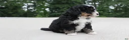 Mini Bernedoodle dogs for sale: BO - Ad 2