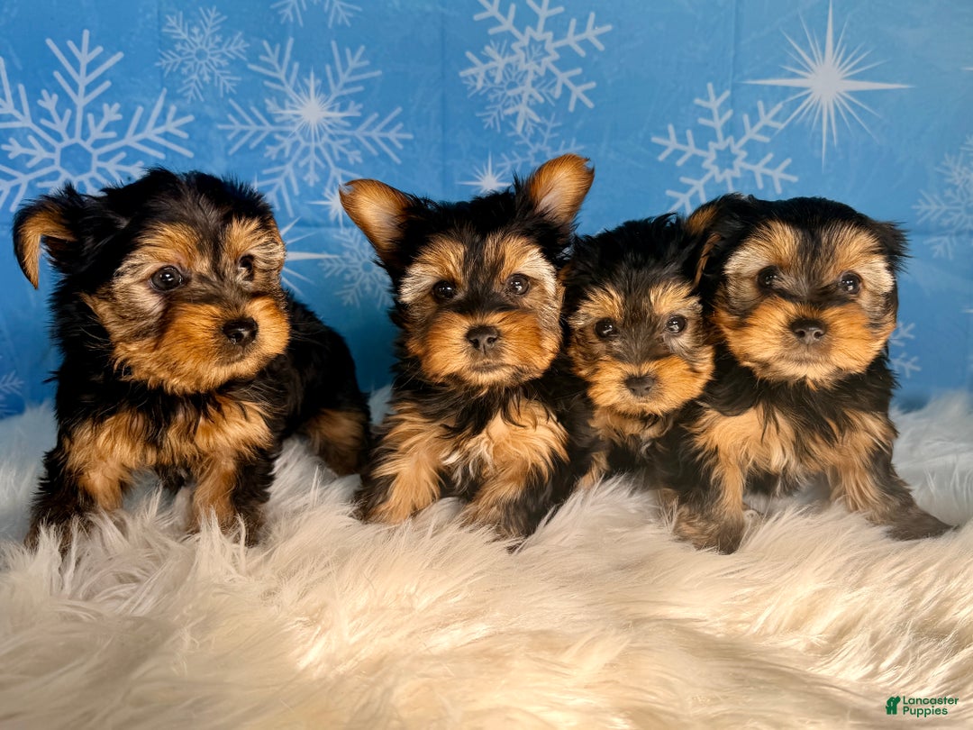 Yorkshire Terrier dogs for sale: Ana  - Ad 5