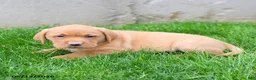 Labrador Retriever dogs for sale: Elsen - Ad 2